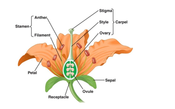 plant reproduction